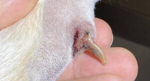 Gescheurde nagel bij je hond
