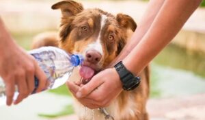 Hoe lang kan een hond overleven zonder water