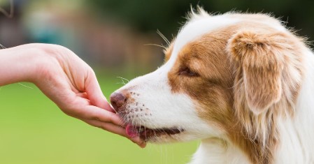 Hoe reageren honden op pittig eten