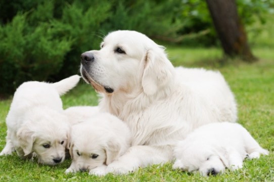 Hoeveel pups krijgt mijn Golden Retriever gemiddeld