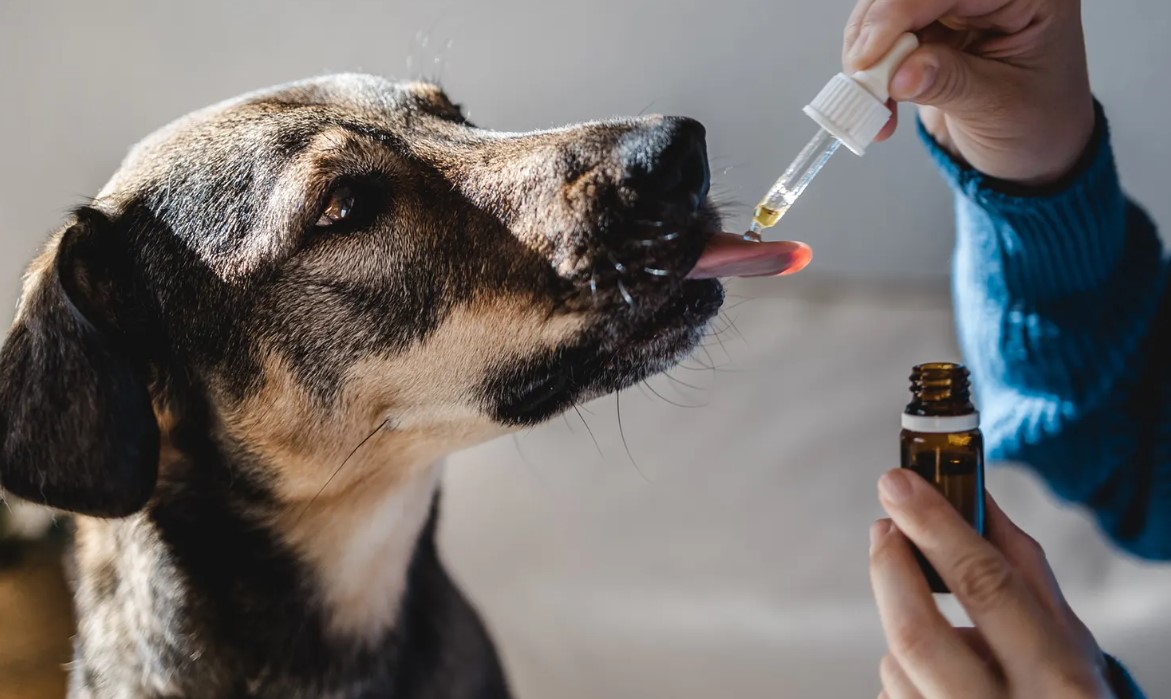 Homeopathie bij honden
