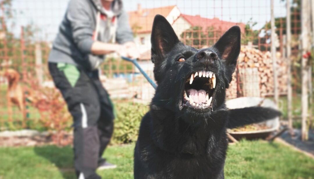 Hond blaft naar voorbijgangers Is dit gedrag normaal? Uitgelaten Hond