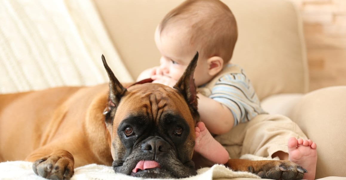 Hond laten wennen aan baby