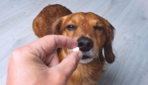 Hond moe door antibiotica