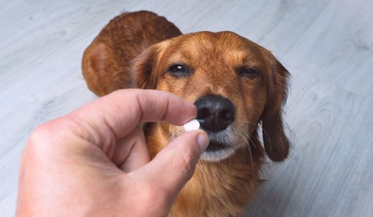 Hond moe door antibiotica