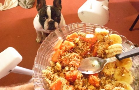 Is muesli goed voor honden om te eten