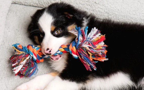 Je Hond Leren Speeltjes Opruimen