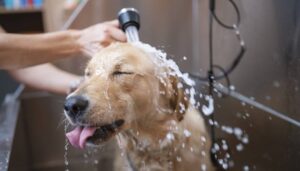 Je hond wassen met hondenshampoo