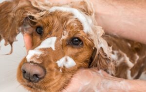 Kun je mensenshampoo voor je hond gebruiken