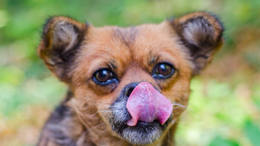 Mijn Hond Trekt Zijn Lip Op Waarom Doet Hij Dat En Wat Kan Ik Eraan Doen Uitgelaten Hond