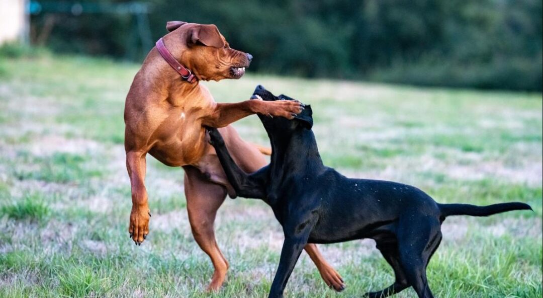 Mijn hond valt uit naar andere honden Uitgelaten Hond