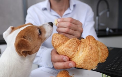 Mogen Honden Croissants Eten