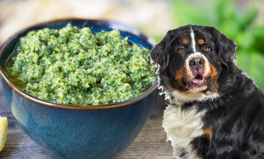 Mogen honden pesto eten