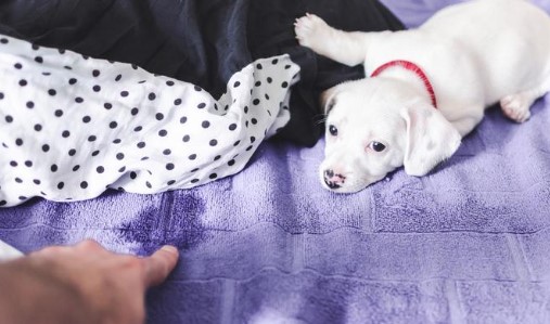 Waarom plast mijn hond op mijn bed