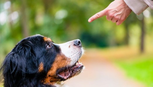 Wat is de moeilijkste hond om te trainen