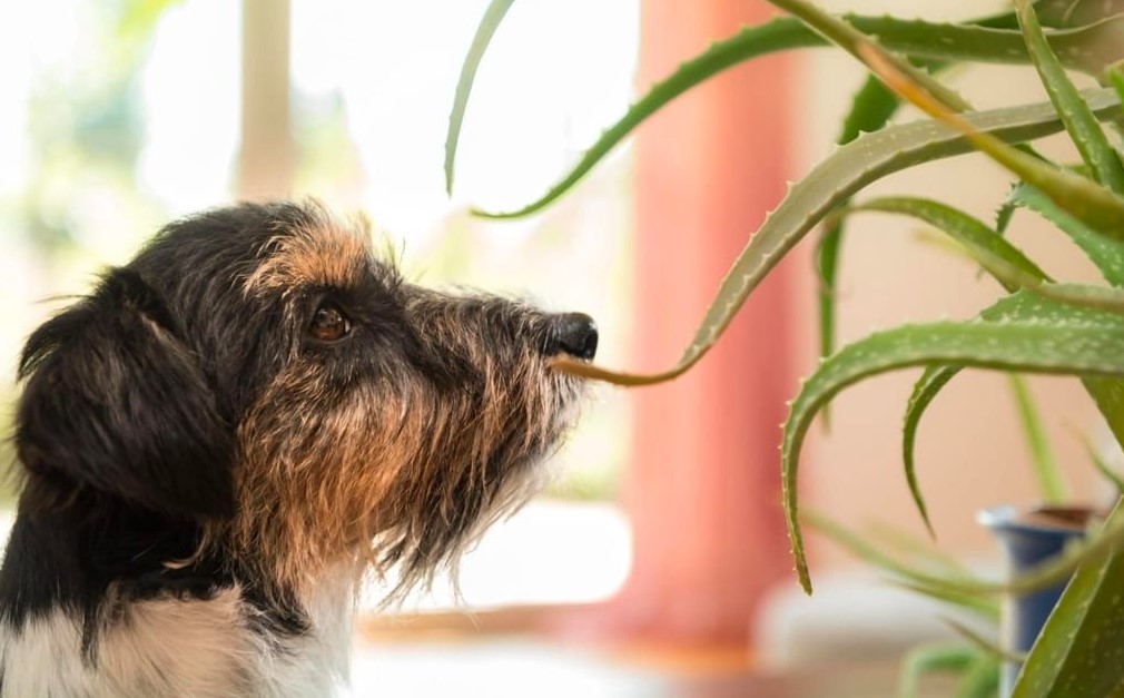 aloë vera voor honden