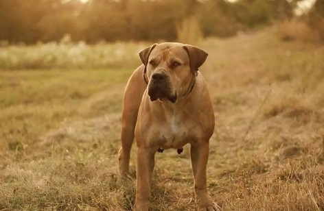 boerboel bijtkracht