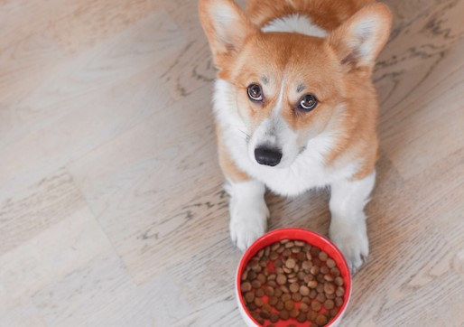 de smaak van je hond