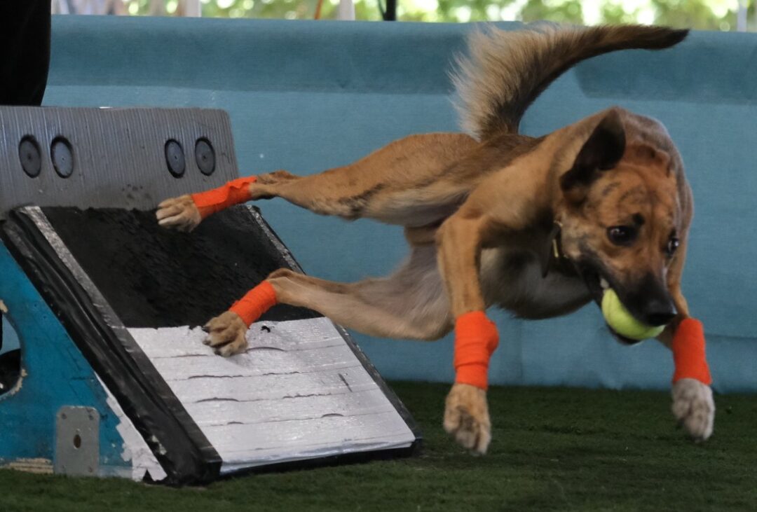 Flyball voor Honden! Wat is het precies? - Uitgelaten Hond