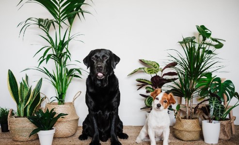 giftige planten voor honden