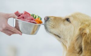 groenten voor uw hond