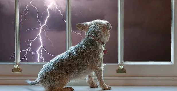 hond bang voor onweer