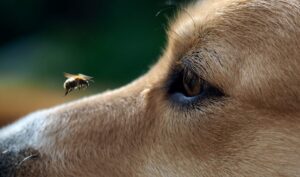 hond en wesp