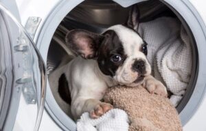 hondenhaar in wasmachine