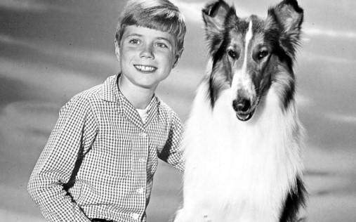 lassie hond