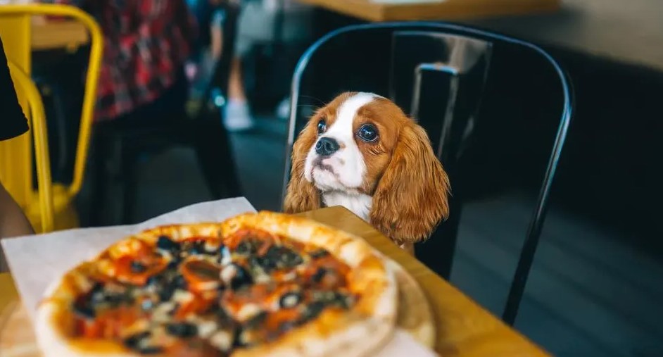 restaurant met hond