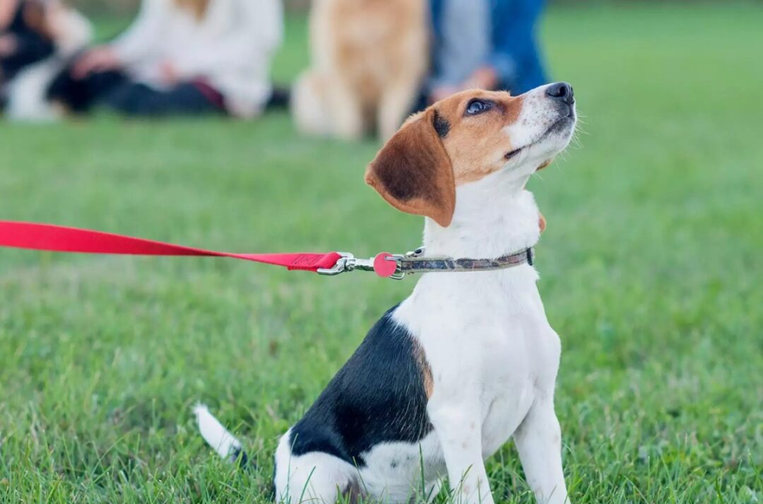 Wanneer moet je beginnen met een puppycursus? Uitgelaten Hond