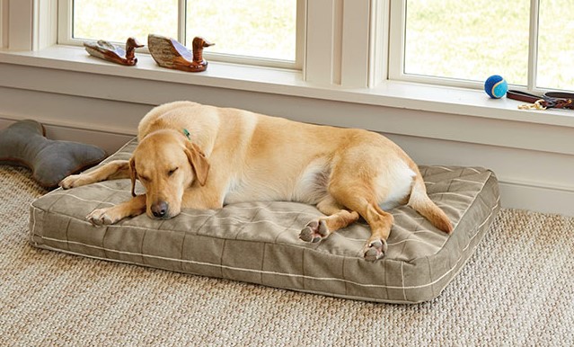 Beste slaapplaats voor je hond in huis kiezen