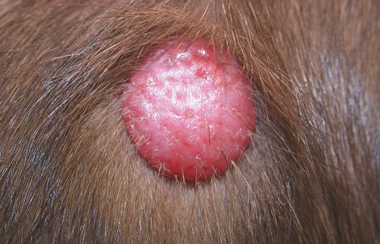 Cutaan Histiocytoom bij honden