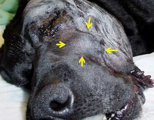 Fibrosarcoom hond
