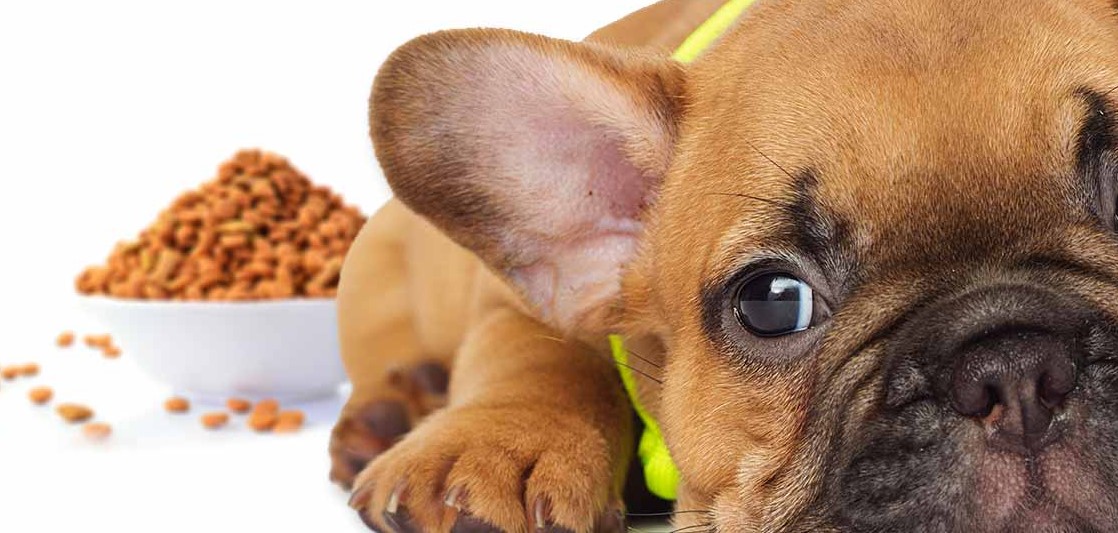 Franse Bulldog puppy voeding