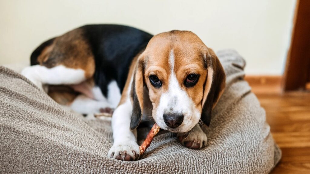 Hoe Lang Mag Pup Op Bot Kauwen? - Uitgelaten Hond