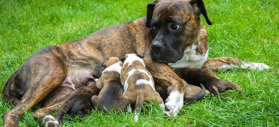 Hoelang blijven honden hun moeder nog herkennen