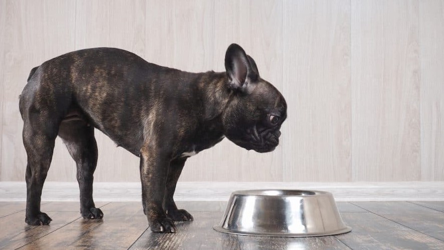 Hoeveel hondenvoer heeft een Franse Bulldog Nodig