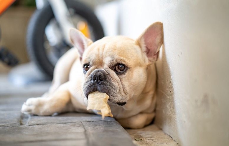 Hond eet kauwgom