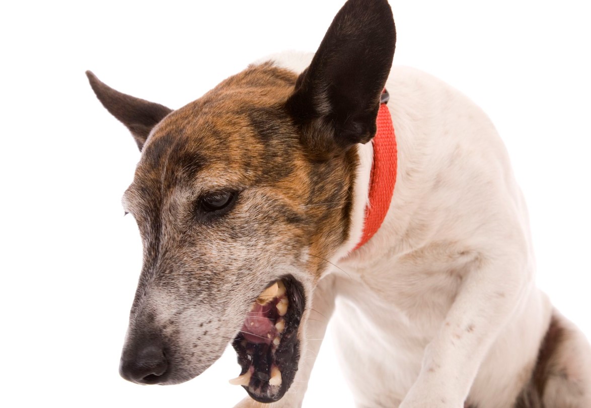 Hond hoest alsof er iets in zijn keel zit