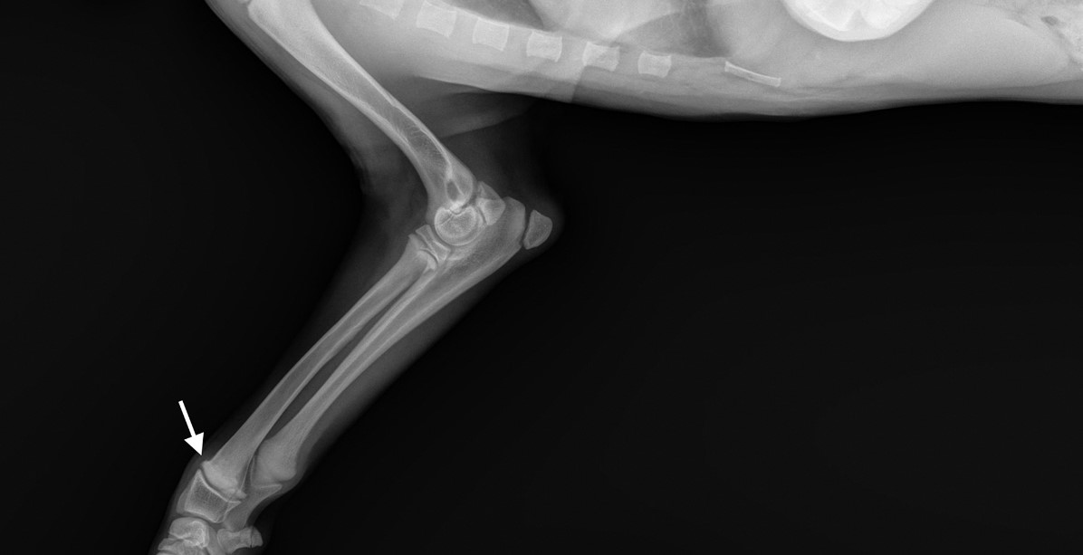 Hypertrofische Osteodystrofie hond
