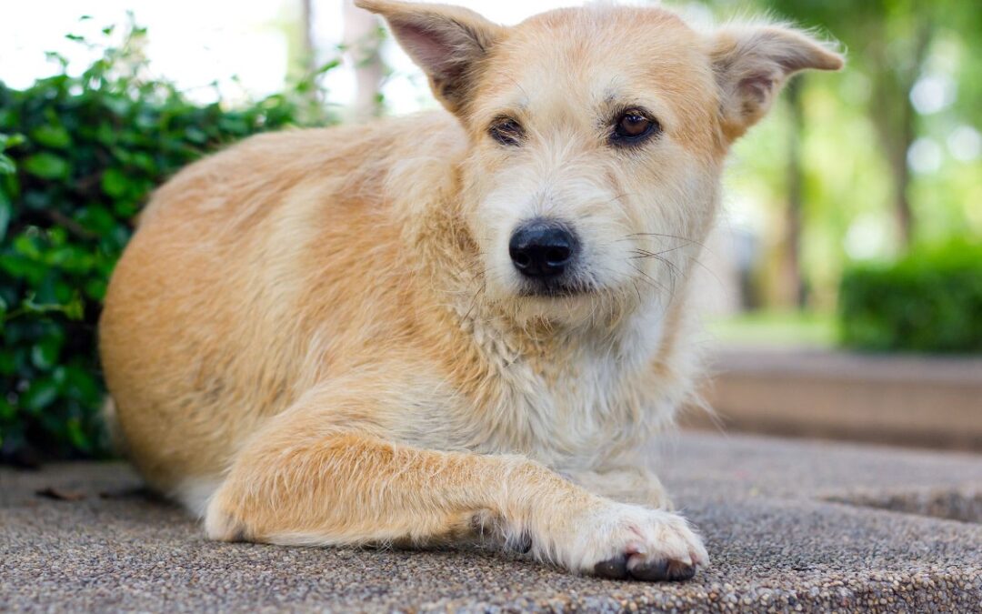 Leverkanker bij honden – Symptomen, Diagnose, & Behandeling