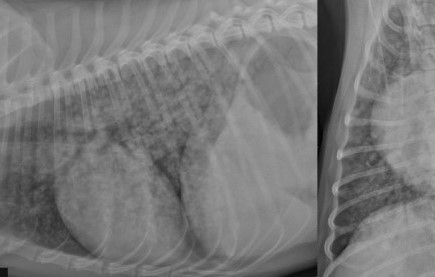 Longontsteking of pneumonie bij hond