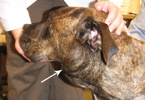 Maligne lymfoom bij honden