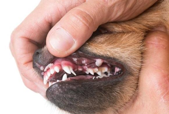 Plaveiselcelcarcinoom hond
