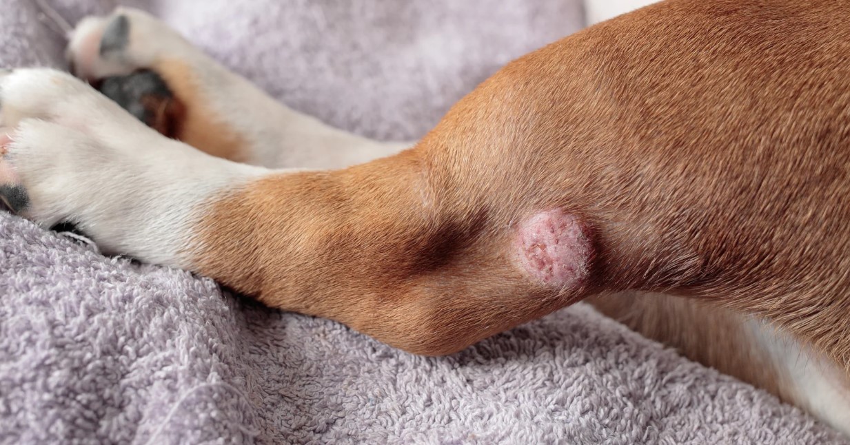 Plaveiselcelcarcinoom honden