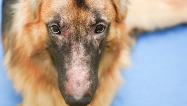 Rhinitis of neusontsteking bij honden