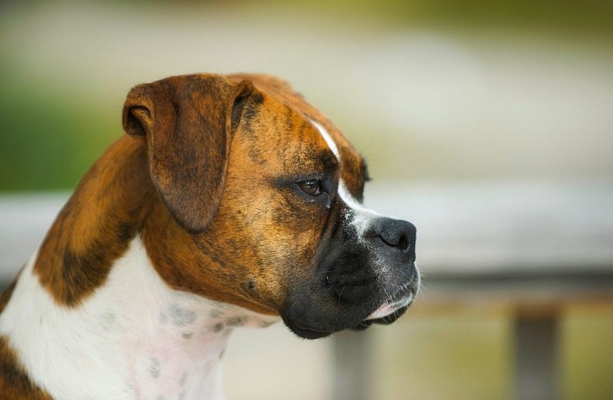 Schildklierkanker bij honden
