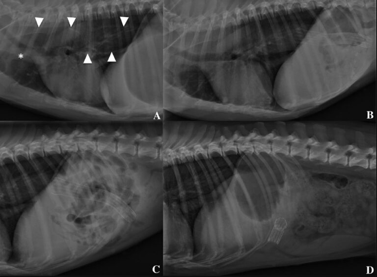 Slokdarm tumor bij honden: herkennen en symptomen - Uitgelaten Hond