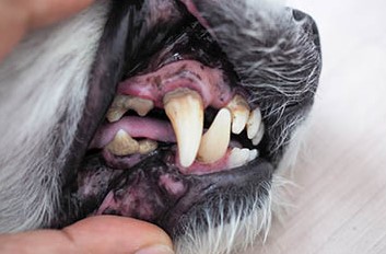 Stomatitis bij honden